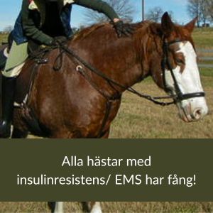Alla hästar med ems och insulinresistens har fång!