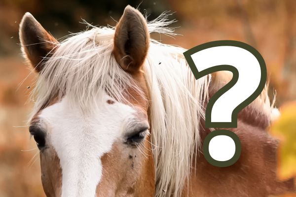 Varför får hästar EMS/ insulinresistens?