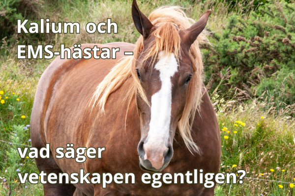 Kalium och EMS-hästar – vad säger vetenskapen egentligen?